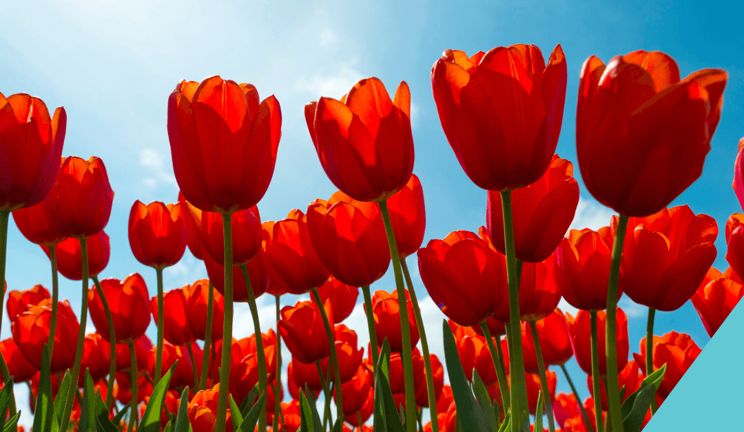 Zenés délutánok: „Piros tulipán” – nosztalgiaműsor Poór Péterrel