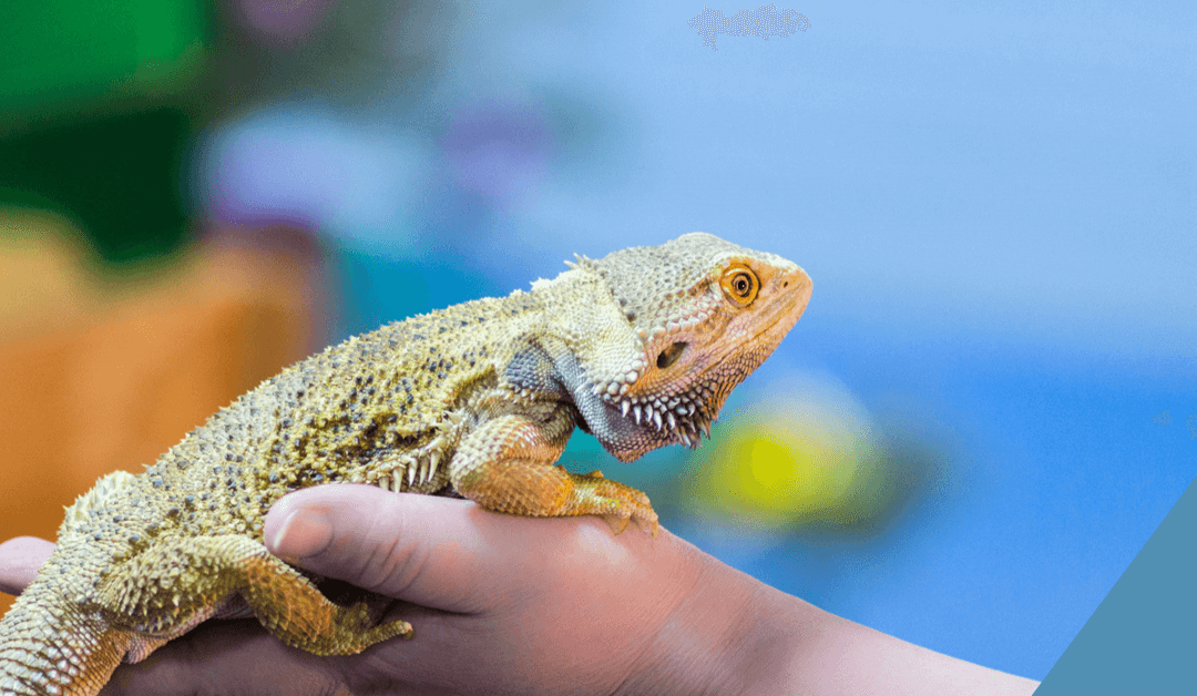 Madagascar kisállat-kiállítás